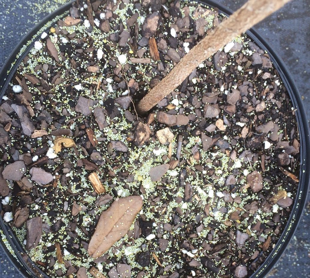 Over-the-top view of small round granules sprinkled sporatically in the mulch-like substrate of a container plant pot.