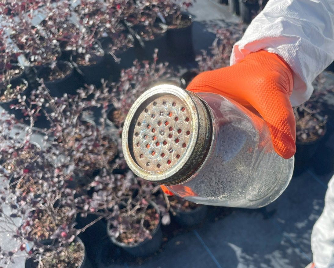 Gloved hand holding glass jar with many holes punched out of the lid.