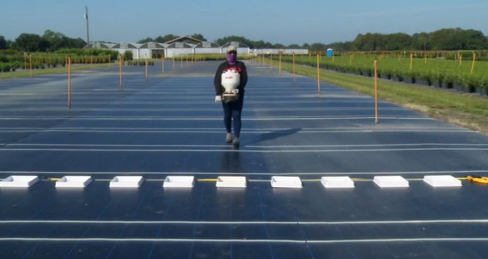Applicator wearing PPE walks toward one collection tray in a row of them, which is perpendicular to the person's path, while holding and hand-cranking a belly grinder spreader.