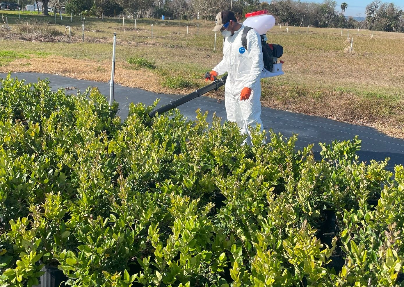 Applicator wearing PPE uses a spreader that resembles a backpack-held leafblower to distribute granules over rows of container plant pots.