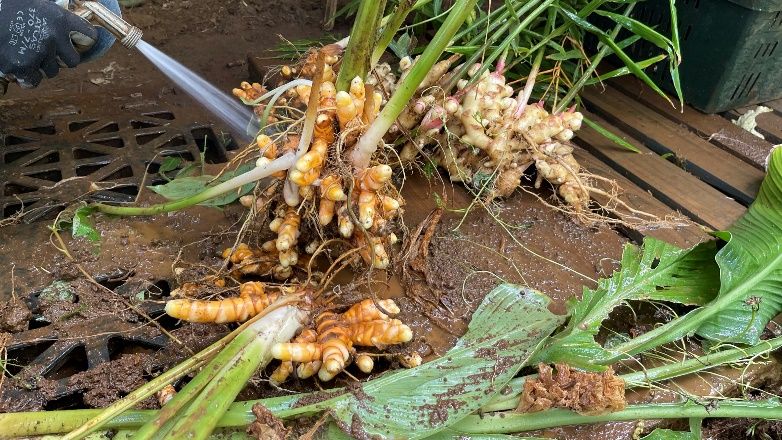 A person out of frame sprays a pile of dirty rhizomes to clean off the soil.