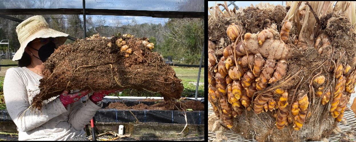 (Left) A person holding a large chunk of soil with rhizomes and roots within it; (right) tight bunch of rhizomes and roots with soil, still shaped together like the cylindrical container it grew in.
