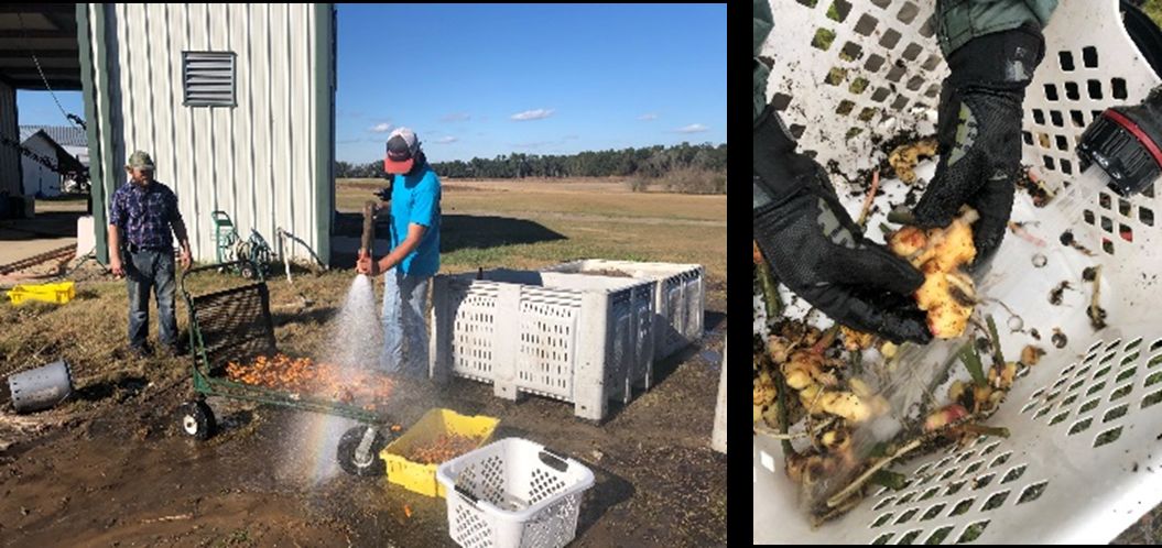 (Left) Person sprays remaining soil off rhizomes that are collected on a cart; (right) under a steam of water, gloved hands rub soil away from surface of rhizomes that are collected in a plastic laundry basket.