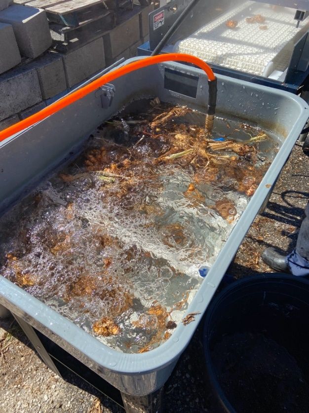 Rectangular plastic tub/basin filled with bubbling water and rhizomes and tube attached to its inner framework.