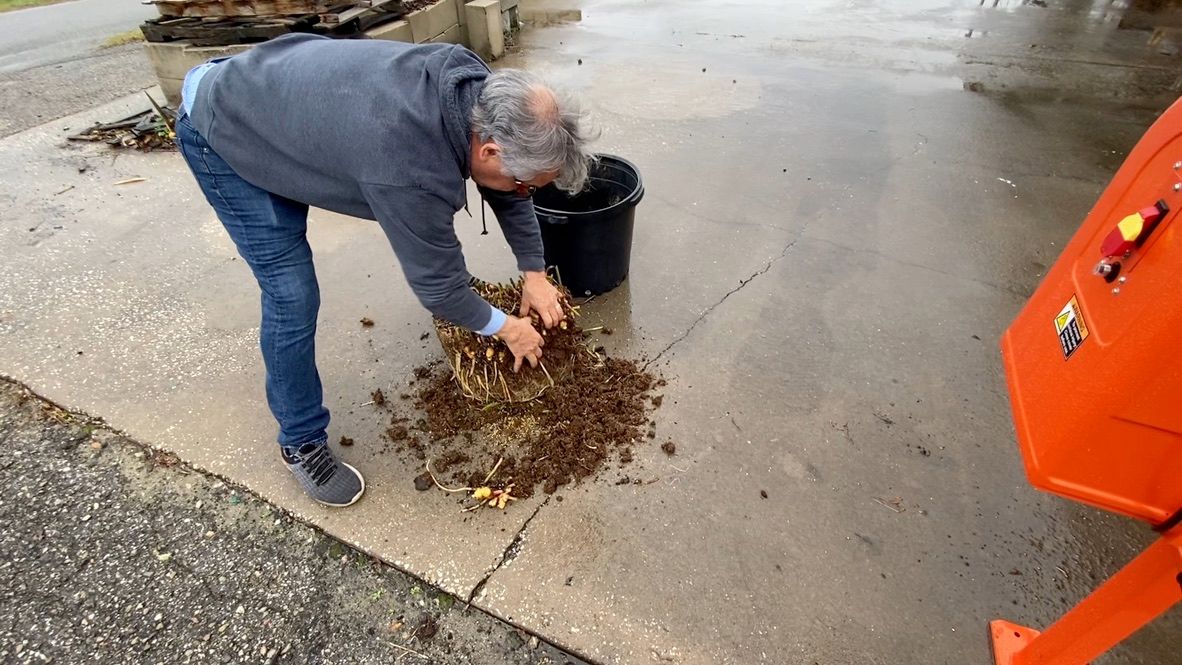 Person using their fingers to sift soil away from roots and rhizomes, which have been dumped out of their container pot.