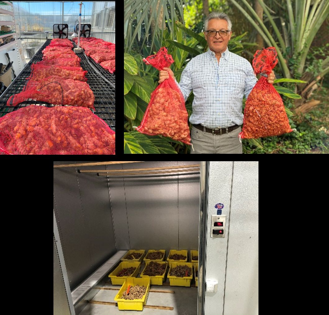 (Top left) Large red mesh bags holding clean rhizomes are laid out to dry under sun and beside fans; (top right) person holds two of the bags of fully dried rhizomes; and (bottom) cooler room that stores clean and dried rhizome in uncovered bins.