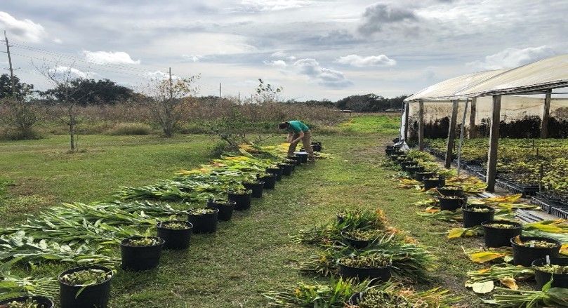A person tends to rows of container pots with stems of leaves laying beside each of them.