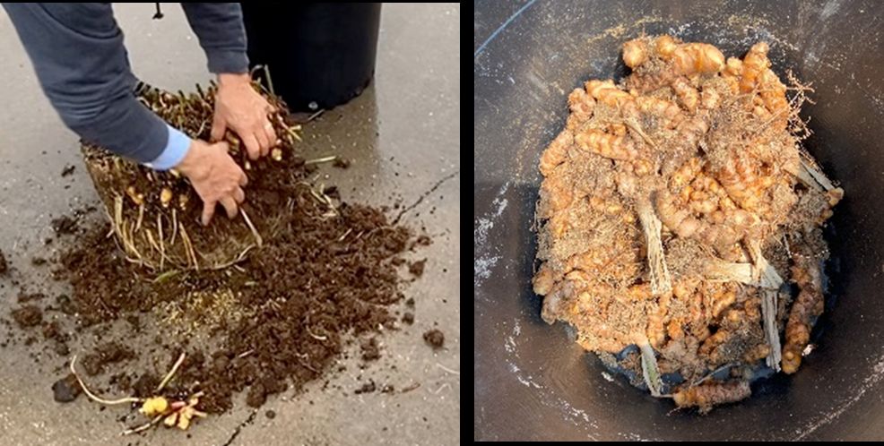 (Left) Person using their fingers to sift soil away from roots and rhizomes, which have been dumped out of their container pot; (right) pile rhizomes and roots with most soil removed from the pile.