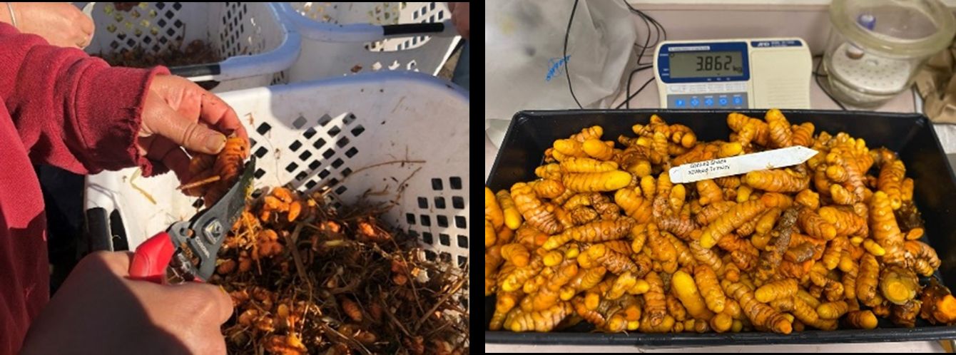 (Left) Person uses tool to cut roots off rhizomes, which are collected in a laundry basket; (right) mostly clean rhizomes with roots removed sit on a large scale.