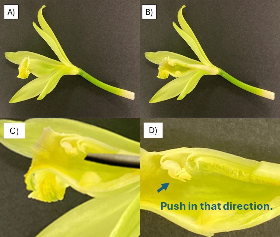 Four steps of pollinating a vanilla flower: (A) intact flower; (B) flower with part of the labellum (lip petal) removed to show the column; (C) a thin, sharp tool lifting the rostellum and exposing the stigmatic surface; and, (D) the pollinia pressing against the stigma.