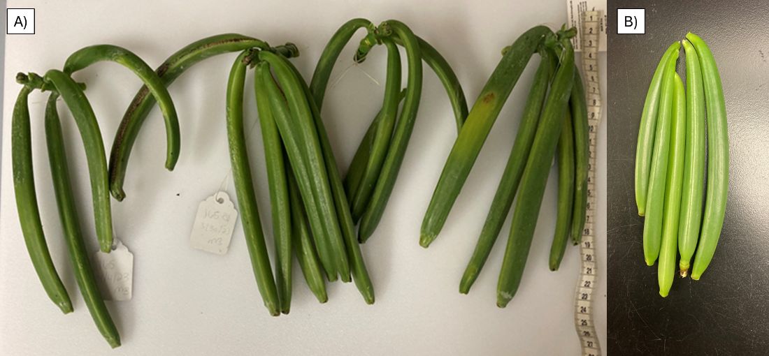 (A) Four bunches of vanilla capsules that are long, green, and joined together at the tops; (B) five individual green vanilla capsules.