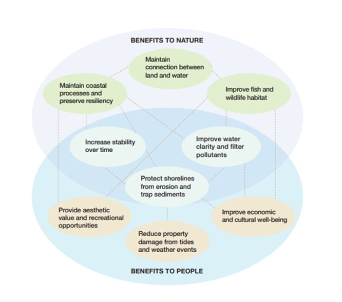 Mutual benefits of living shorelines to nature and people. 