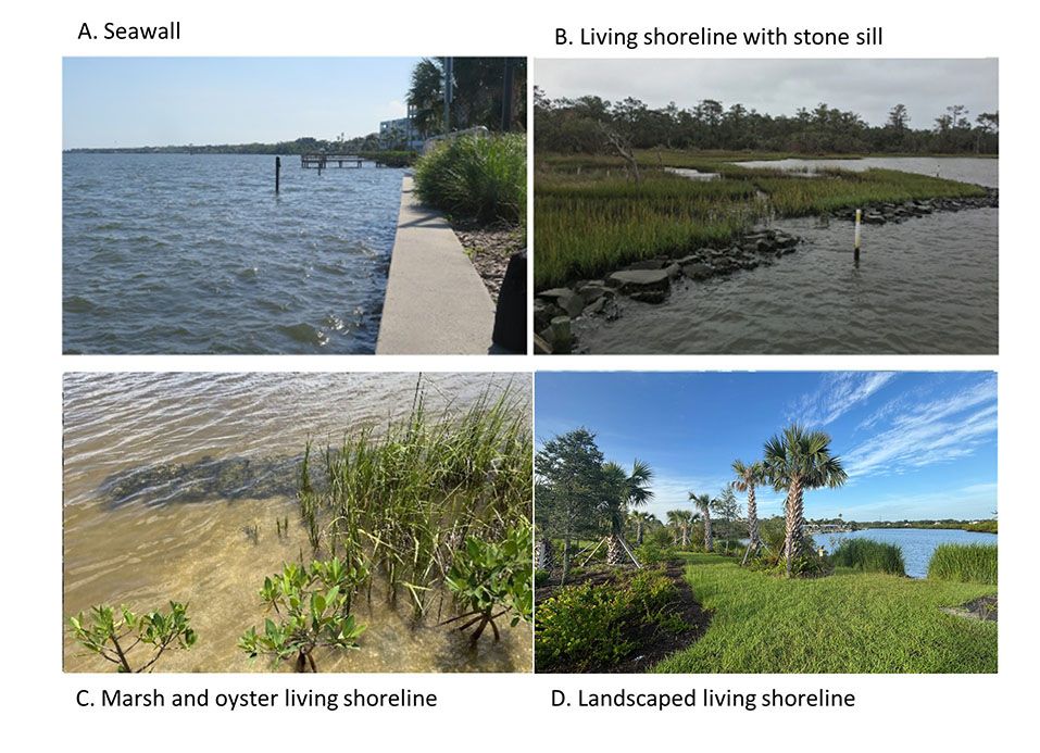 Four examples of shoreline stabilization: a concrete seawall separating water and land, living shoreline using vegetation alongside stone sill pieces, marsh and oyster as a living shoreline, and a swath of landscaping guarding the edge of a waterbody.