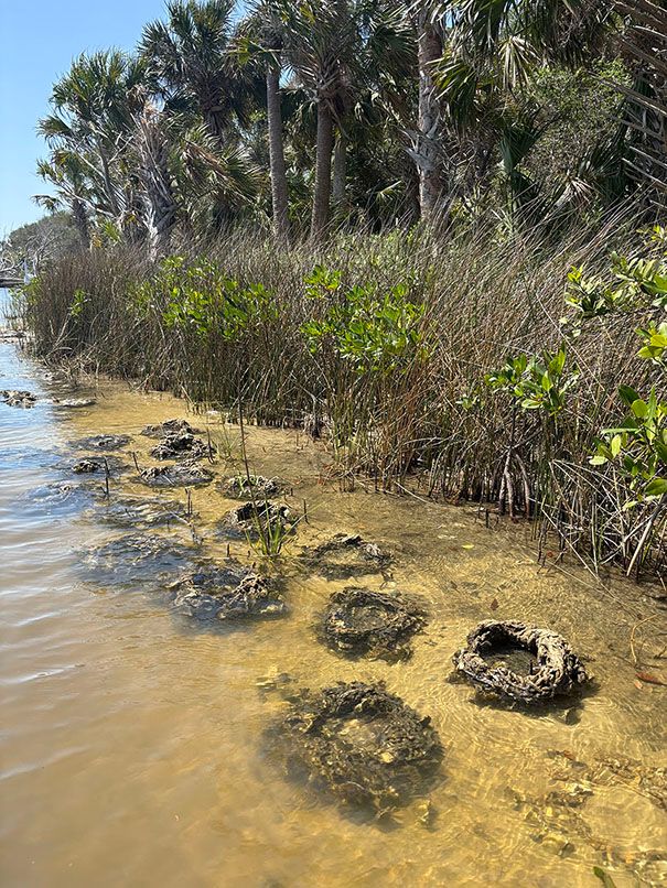 Small bird's-nest-like structures made to mimic oyster volcanos set into the partially submerged sandy shoreline of a waterbody.