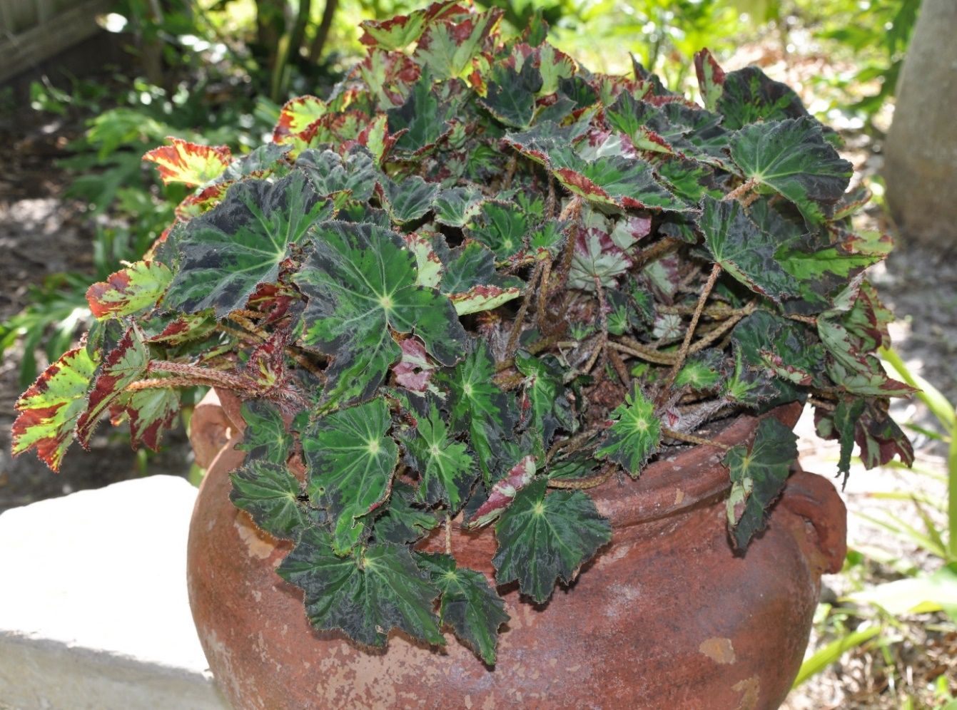 A begonia plant having discolored leaves with significant black margins on the upper surface and appearing red on the lower surface.