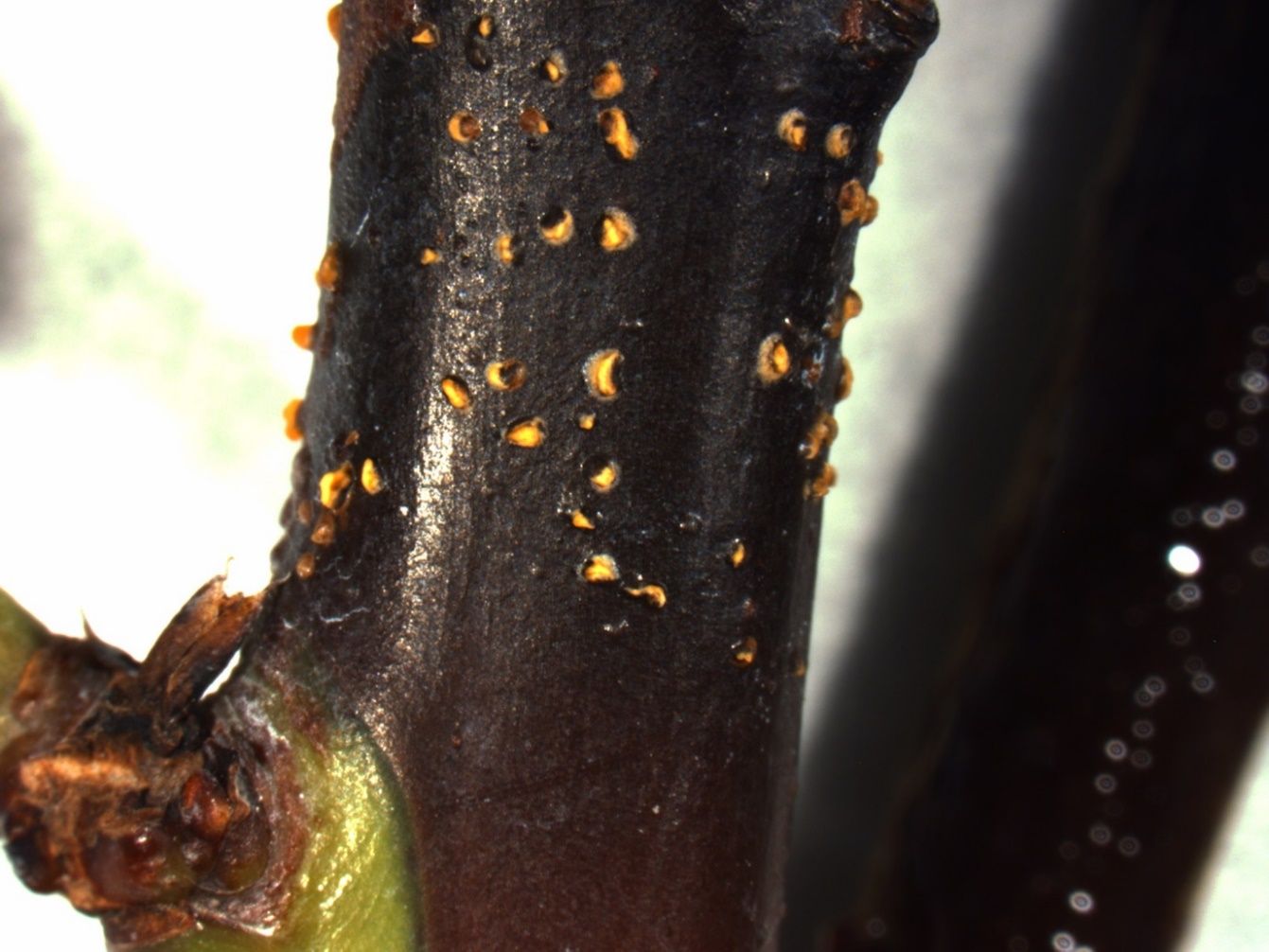 Close-up of a plant's dark-colored stem with orange protruding structures shaped like half moons.