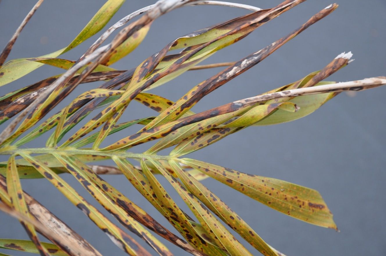 The top end of a palm frond with yellowing leaflets, which all have brown irregular spots and yellow halos around the spots. Some of the leaflets are graying at the top as they are dying.