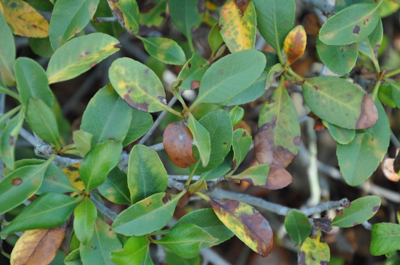 Branches of a plant with some intact leaves and others that are mottled in yellow and brown spots. Still other leaves are half way to fully brown.