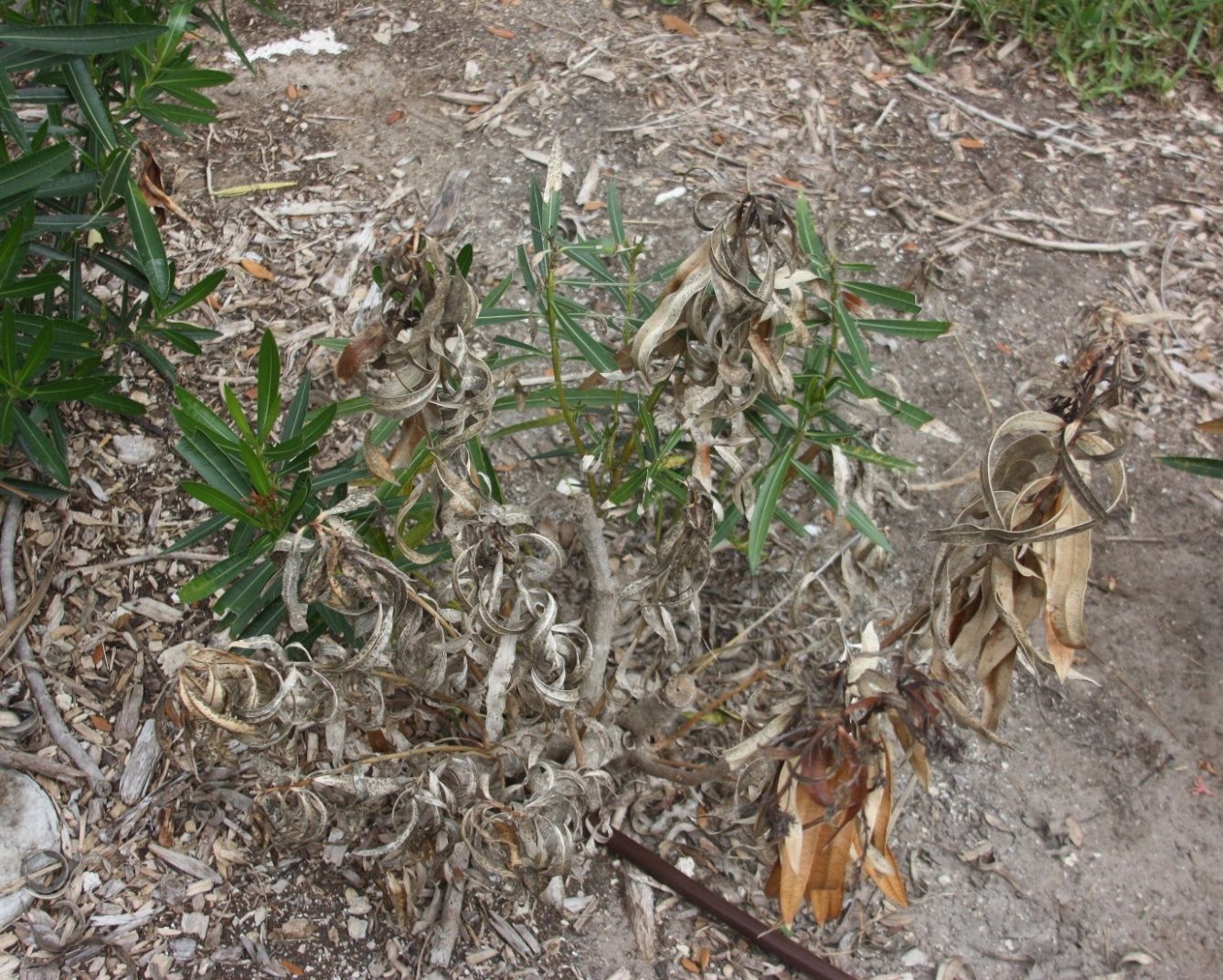 Top view of a shrub where several branches have died and the leaves are withering on the stem. A few branches are still green and alive.