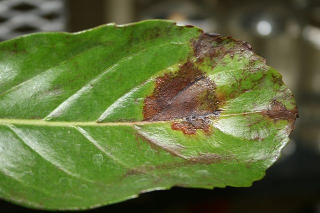 A simple leaf with toothed margins and a distinctly red-brown irregular shaped spot outlined in a yellow halo.