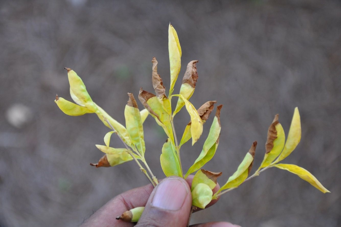 A hand holds a branch with small simple leaves. The entire branch is yellow, and most of the leaves are brown and dying from about the center of the leaf to the tip of the leaf.