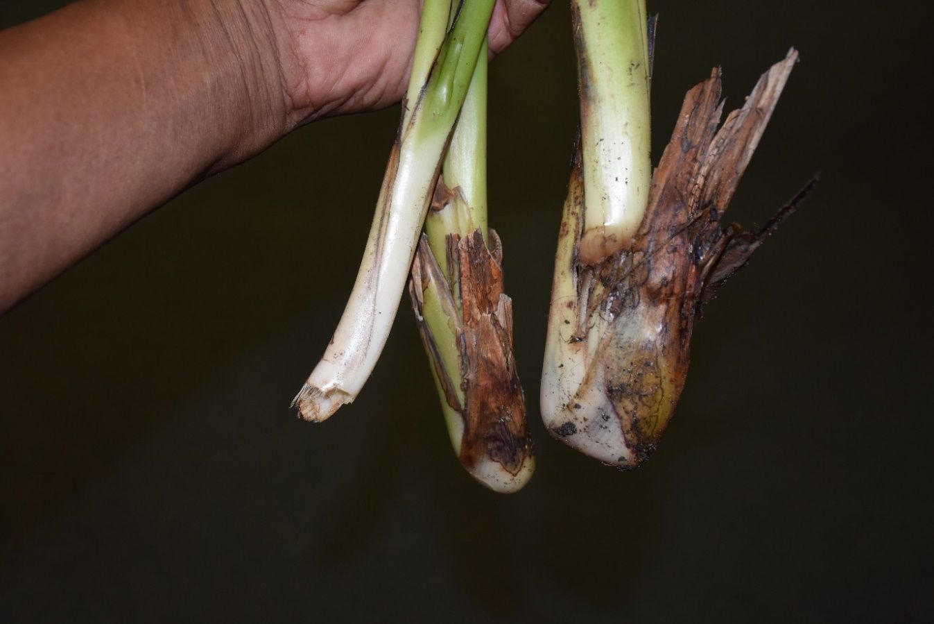 A hand holds three stems where the petiole would attach to the stem. The internal stem is still intact, while the external leaves have rotted away leaving only short brown fragments.