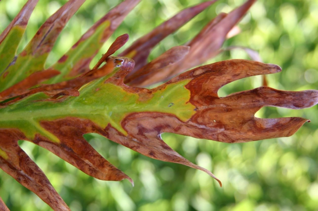 A deeply lobed leaf in which every lob is brown. In the center of the leaf, the central and lateral veins are distinctly visible, and the transition between dying and living tissue shows a yellow halo.