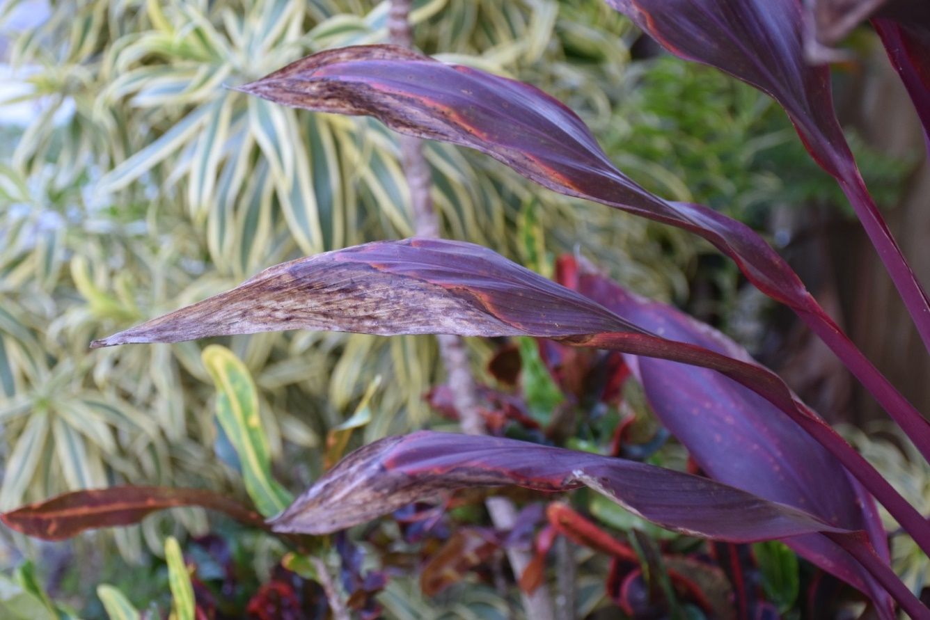 A collection of purple leaves has dry and withering ends.