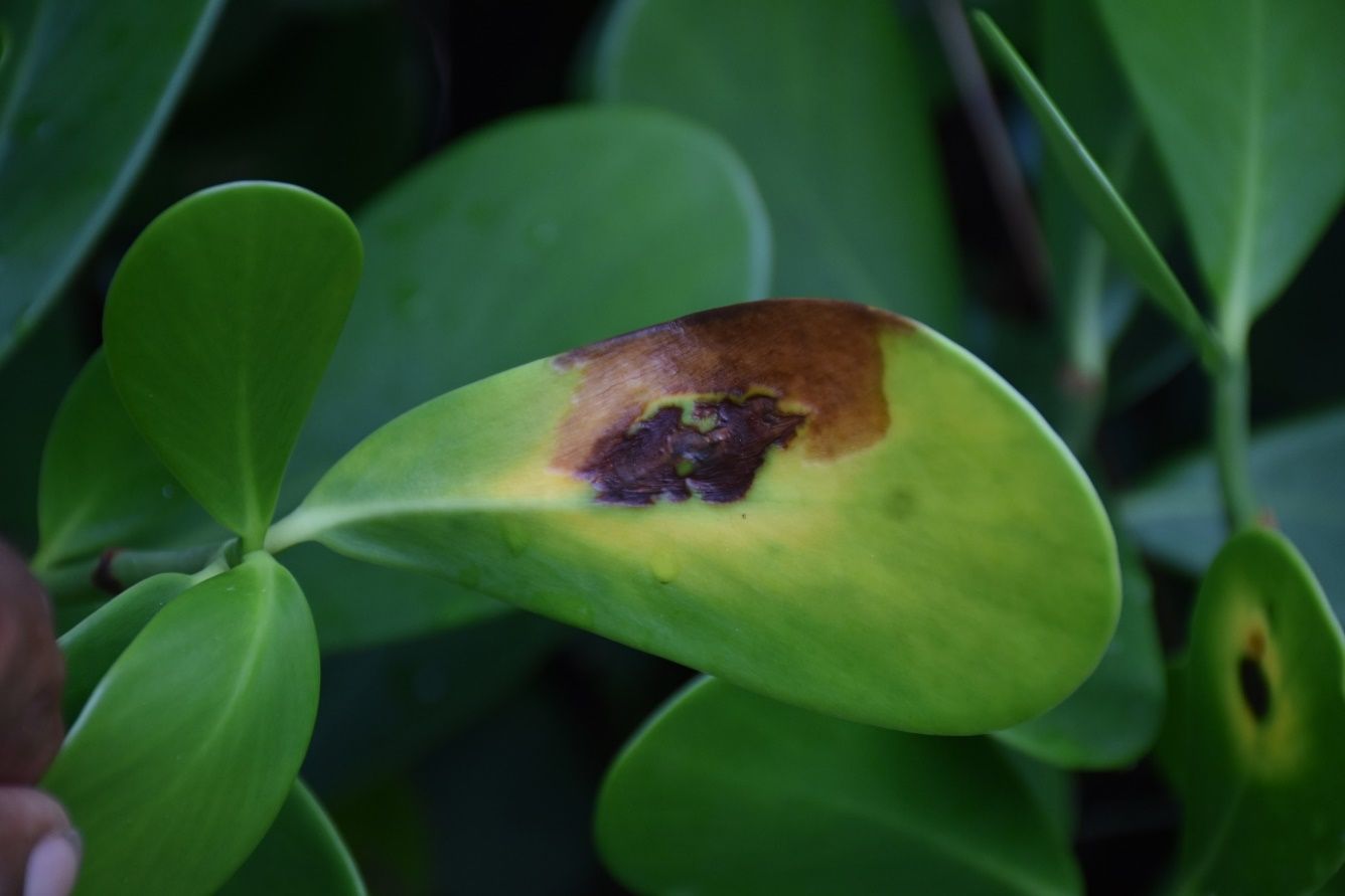 A paddle-like leaf attached to the plant is yellowing at the center and has a large brown area from the center vein to the edge of the leaf. Part of that brown areas is very dark and necrotic.