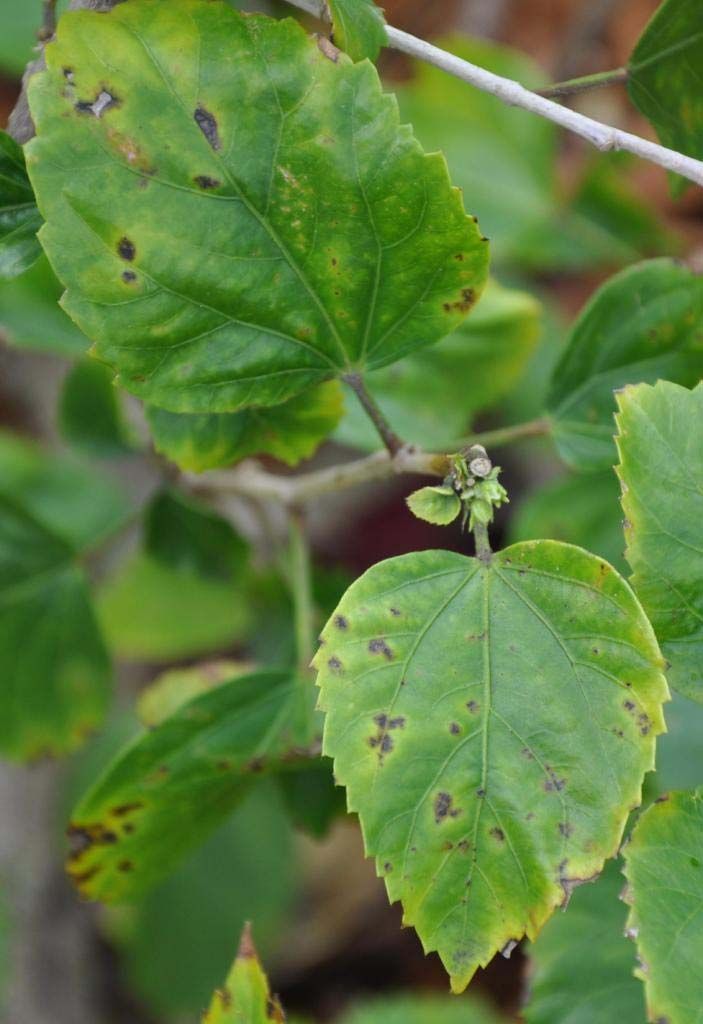 Hibiscus leaves with brown-black spots situated between the veins and surrounded by a yellow halo.