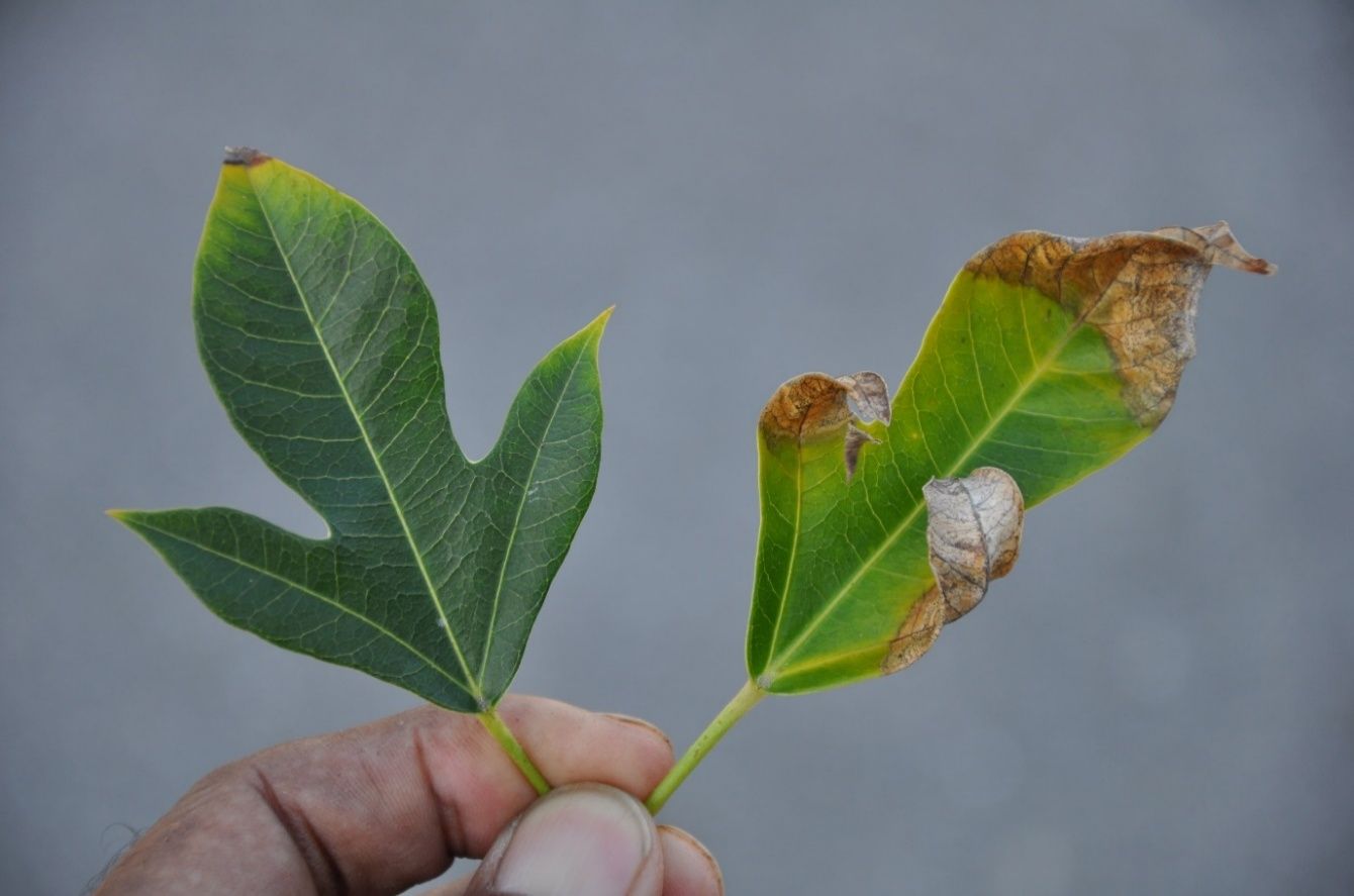 A hand holds two tri-lobed leaves. One leaf shows the beginning of infection with the apex of the center lob withered and lined in yellow. The other leaf has transitioned to yellowing green, and all three lobes are brown and withered.