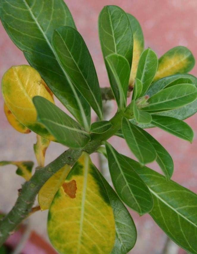 Plant shoot with green intact leaves at its tip and lower leaves yellowing in uneven patterns with some browning in irregular spots.