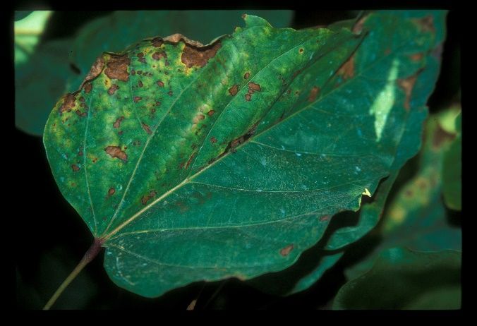 An intact simple leaf with palmately branching veins. One half of the leaf contains brown spots with yellow halos that appear larger towards the margin.