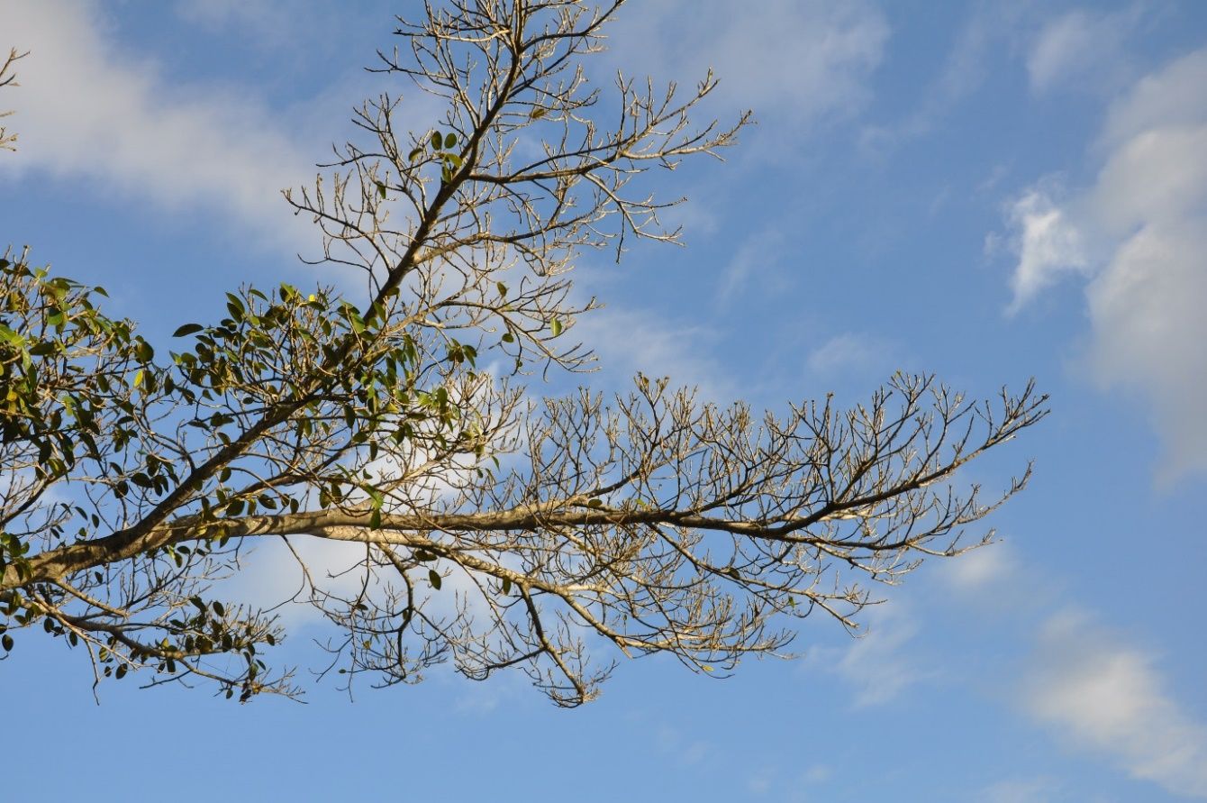 Branches of a tree that has lost most of its leaves stands out against the blue sky.