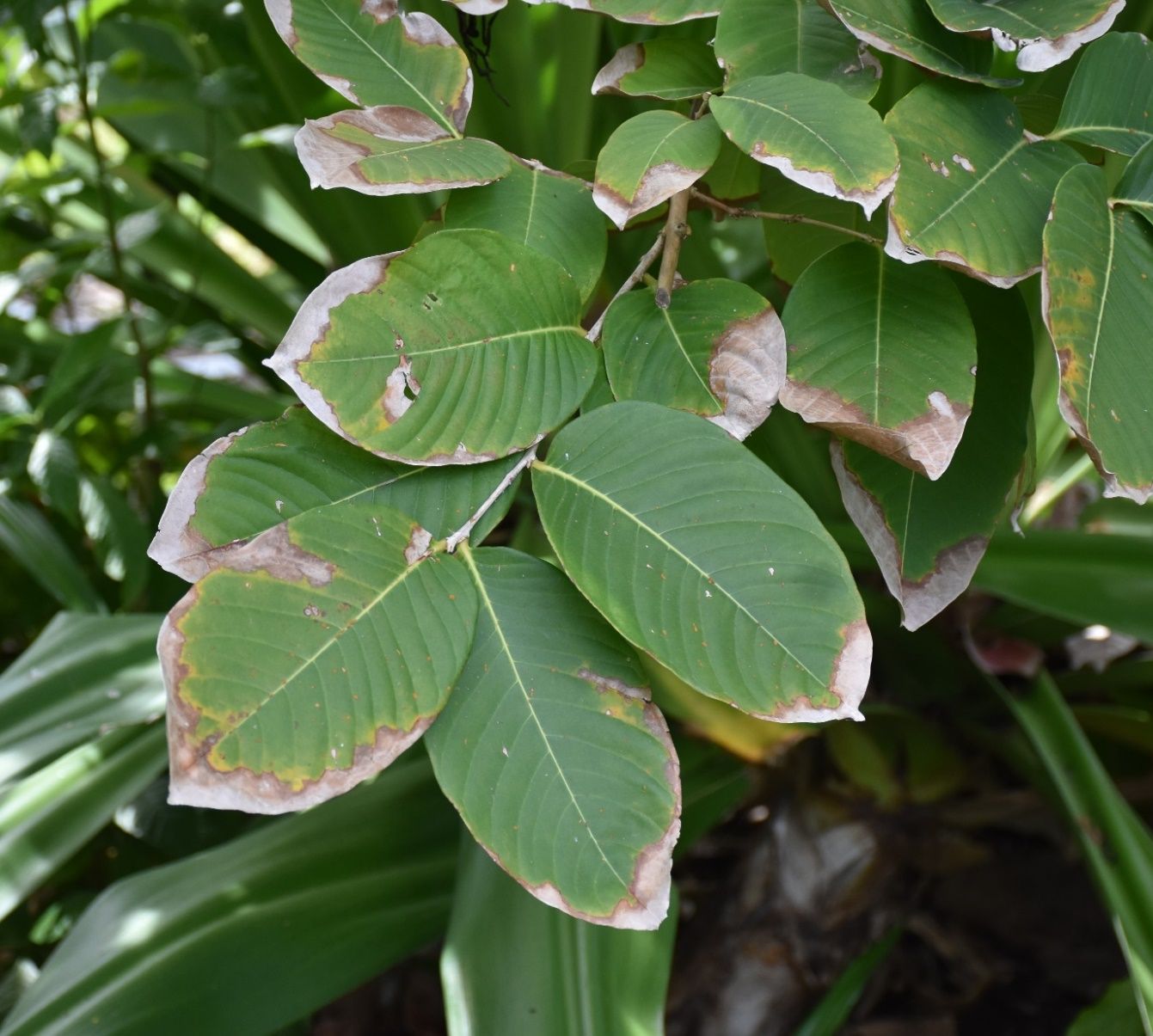 Leaves attached to a branch that each has gray margins with dead tissue extending into the leaf and lined with a dark brown and then yellow halo.