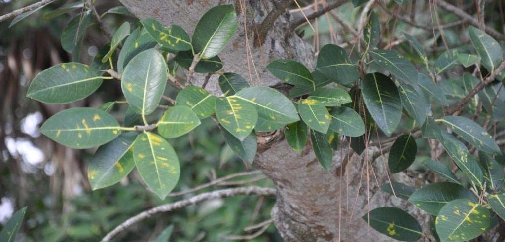 A branch of leaves with distinct midvein and pointed apices has many leaves with yellow areas along the midveins.
