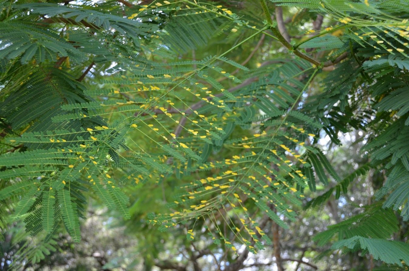 Many small yellow leaflets on bipinnately compound leaves that are attached to the branch of a tree.