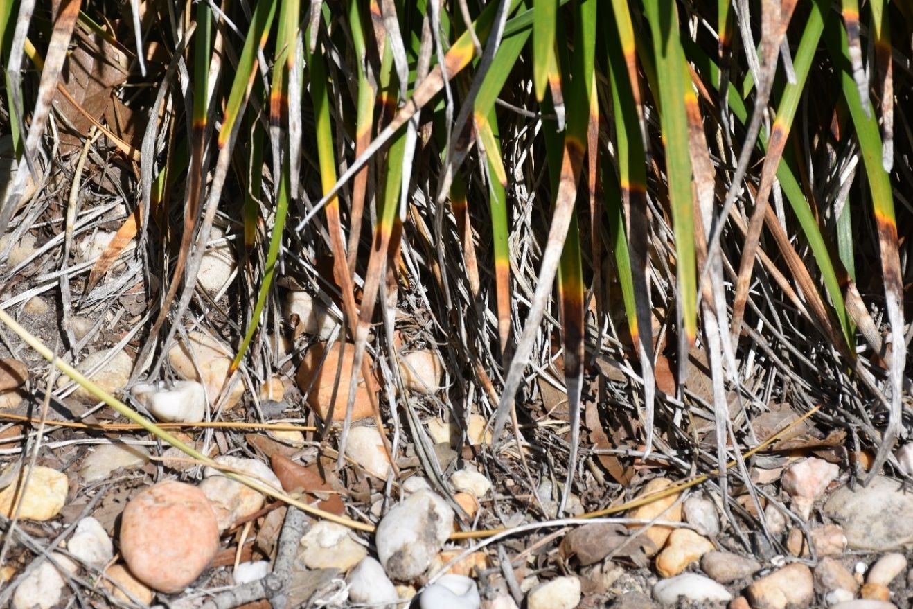 The tips of long leaf blades are brown with a transition area containing the characteristic yellow coloring.