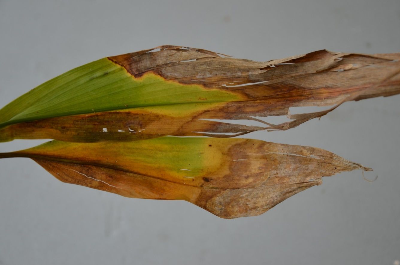 Elongated leaf blades that appear green on the lower end and brown and dead on the tips. The transition between living and dead tissue is marked by the characteristic yellow edging.