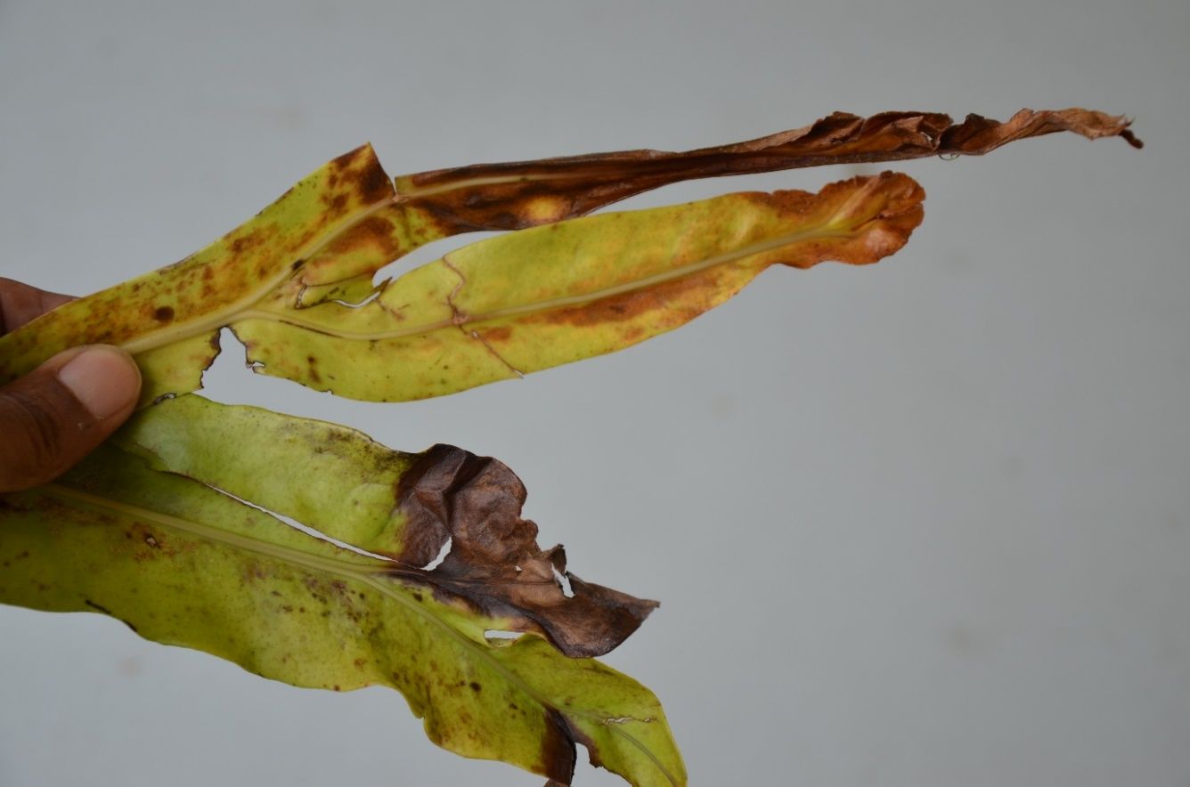 A hand holds two bifurcated leaves. The top one is mainly yellow with browning margins and tips down to the branching of the vein. The lower one is greener with one side of the leaf completely brown and shrivels just after the branching of the vein.