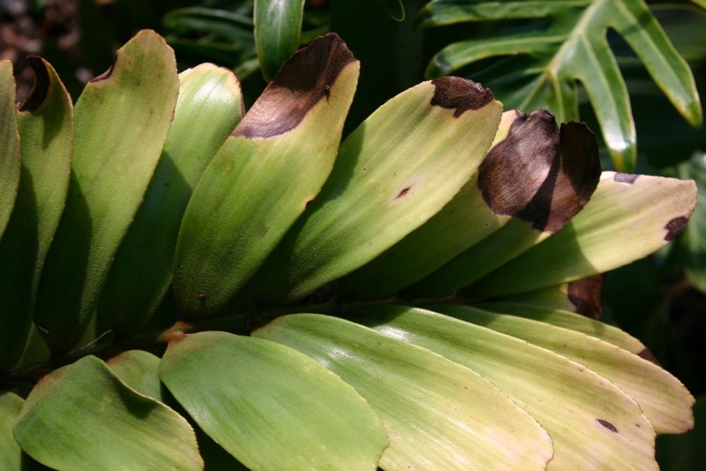 Paddle-like leaves in a stacked arrangement. They are turning pale green to yellow from the base to the top. At the apex of several leaves is a large brown area with a yellow halo.