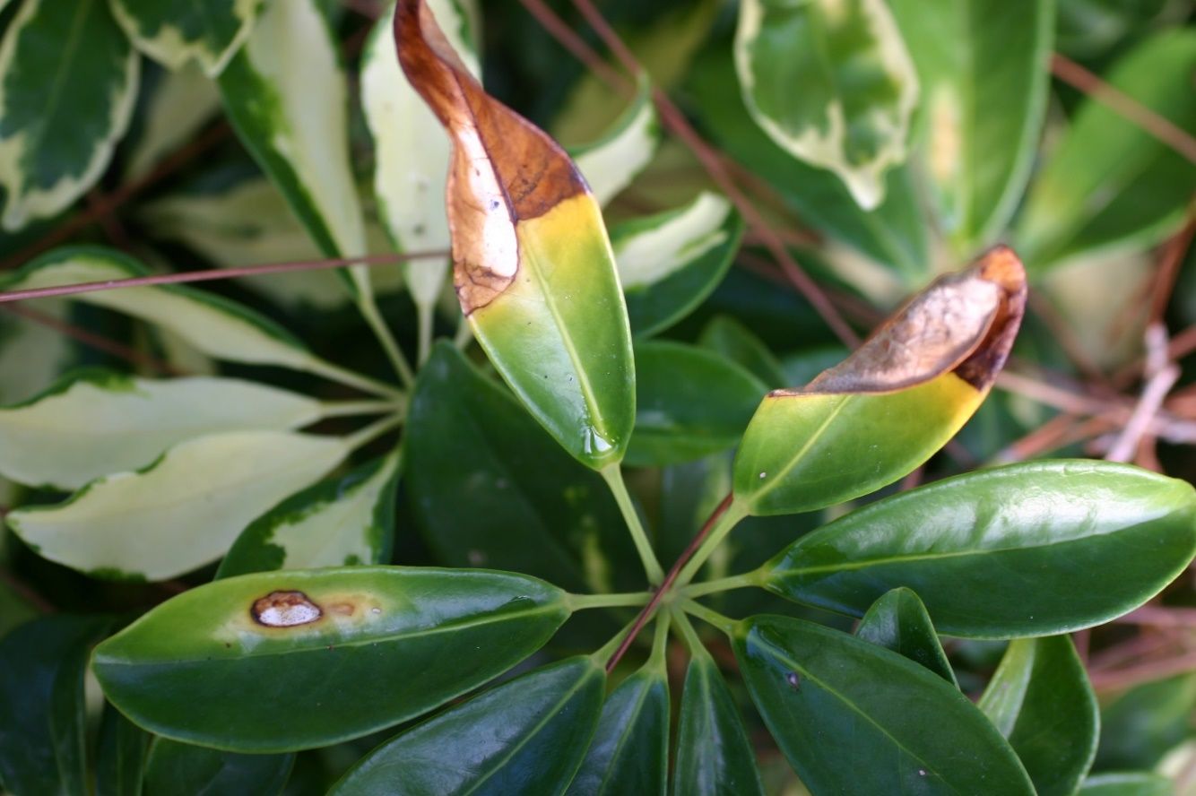 A palmate compound leaf with 8 leaflets. From the middle of two of the leaflets, the tip end is brown and dying, and the attached end is transitioning green to yellow. One of the leaflets contains a necrotic spot in the middle of the blade.