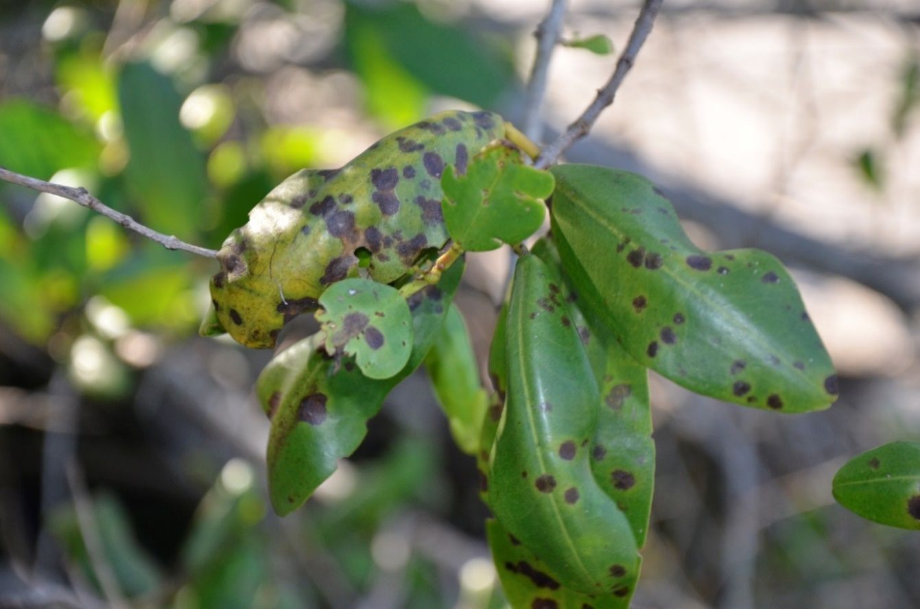 Leaves on a branch that are curled inward and have many brown irregular spots with yellow halos.