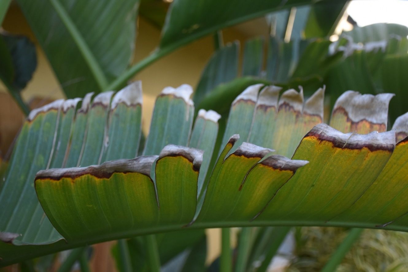 The large leaf of this banana-like plant is torn into sections and yellowing with margins that look gray and have a distinctive line of brown tissue outlined in a yellow halo.