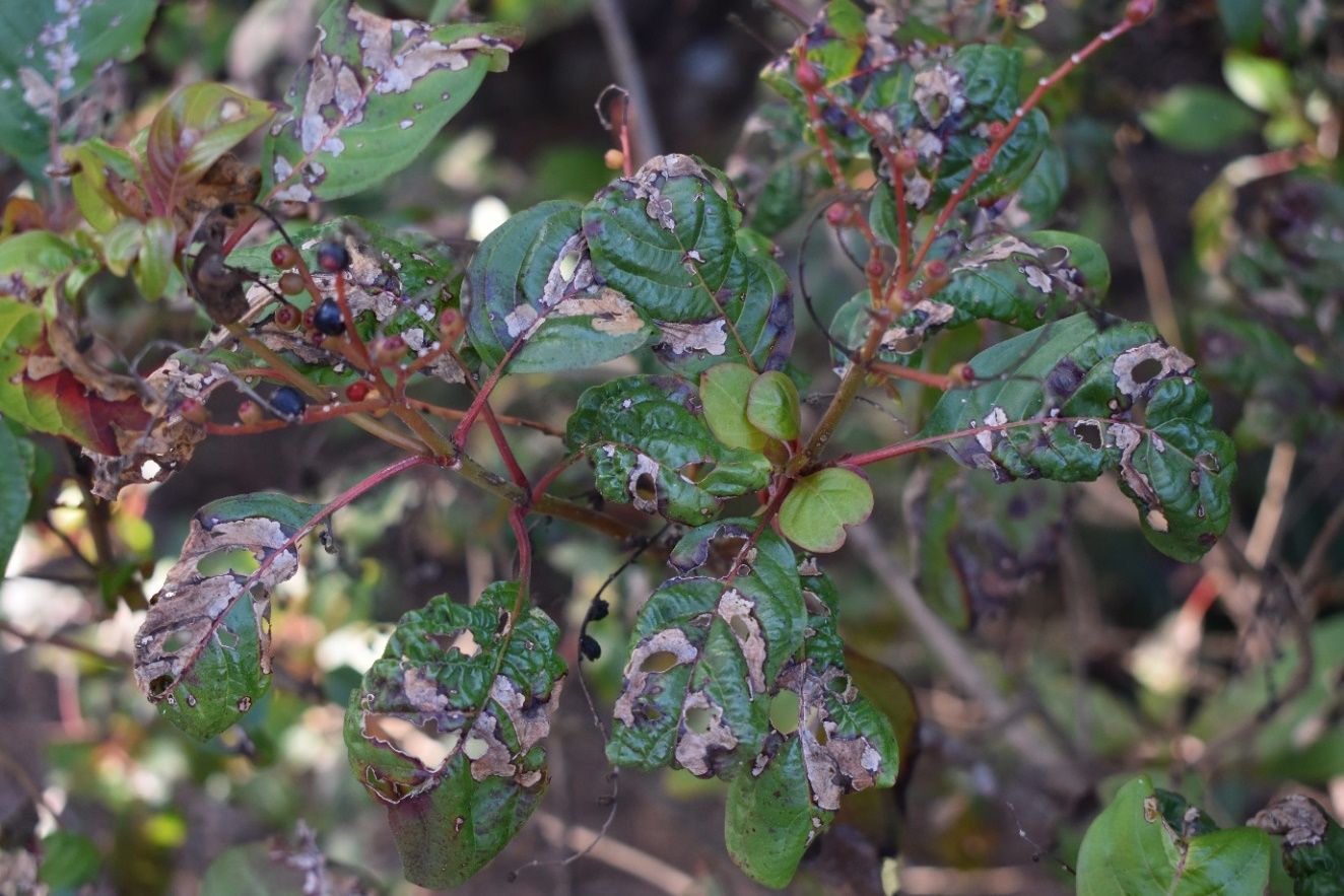 The branch of a firebush with curled leaves that have dead brown areas between lateral leaf veins.