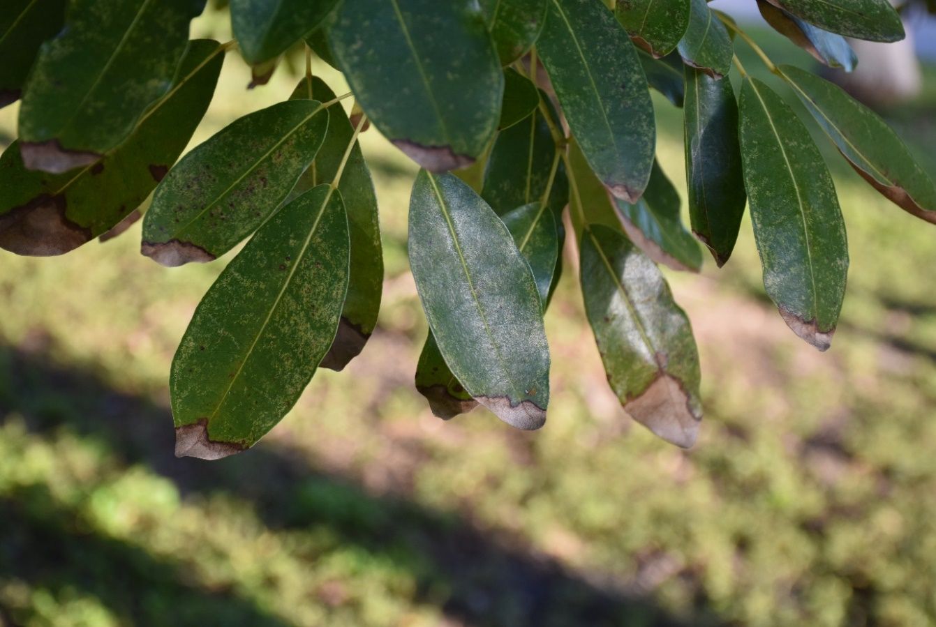 Leaves hanging from a tree branch that appear mottled with yellow spots and each have a brown-to-gray leaf tip that is lined in dark brown.