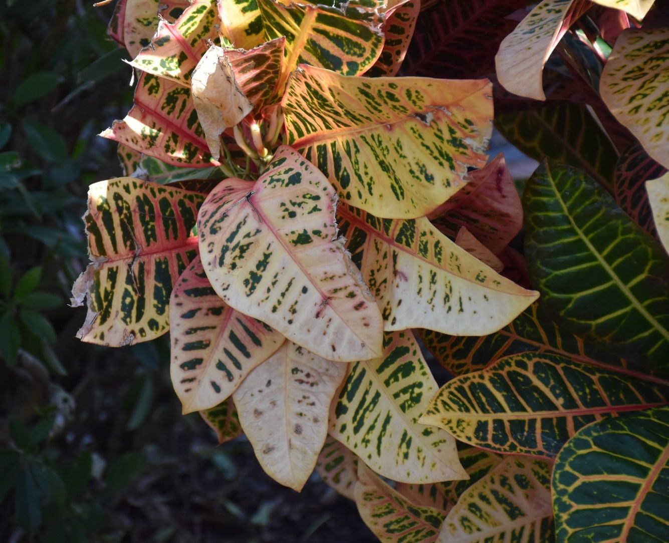 A pale shoot of variegated leaves where much of the areas that are supposed to be green look white. Some of the margins of the leaves look brown and tattered.
