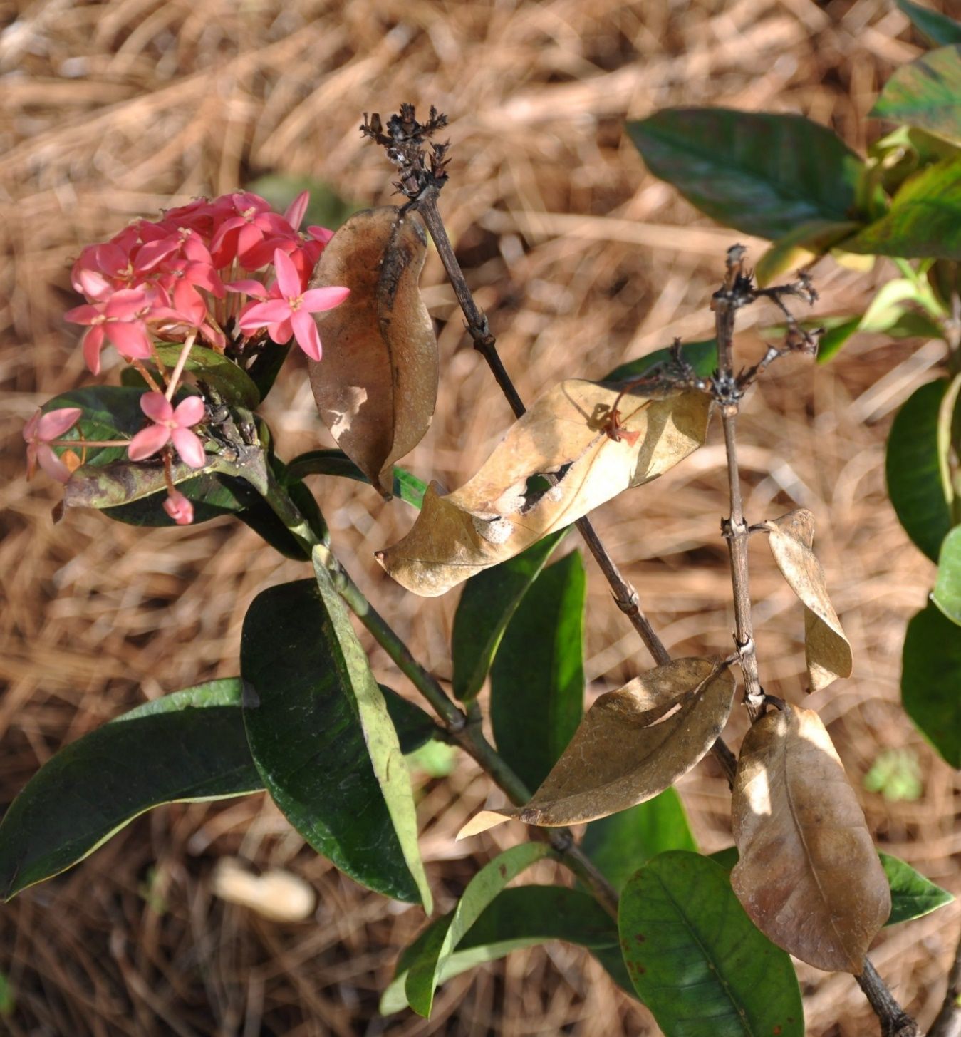 Two branches of the plant appear brown and withered whereas the third is green and ends in a red-to-pink inflorescence.