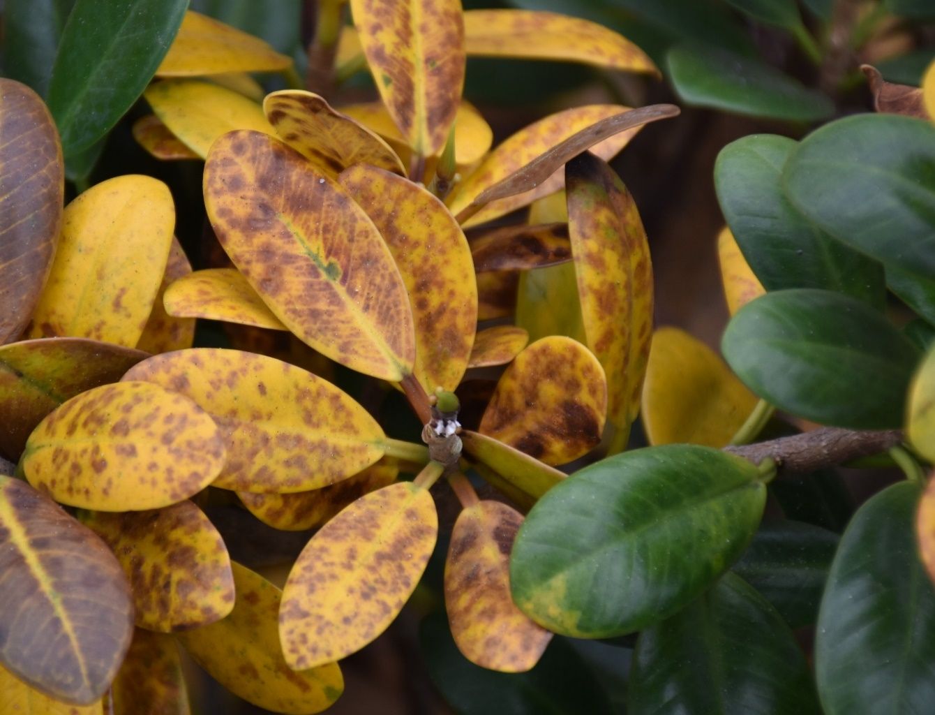 Leaves of a succulent plant that are entirely dark yellow and mottled with brown spots.
