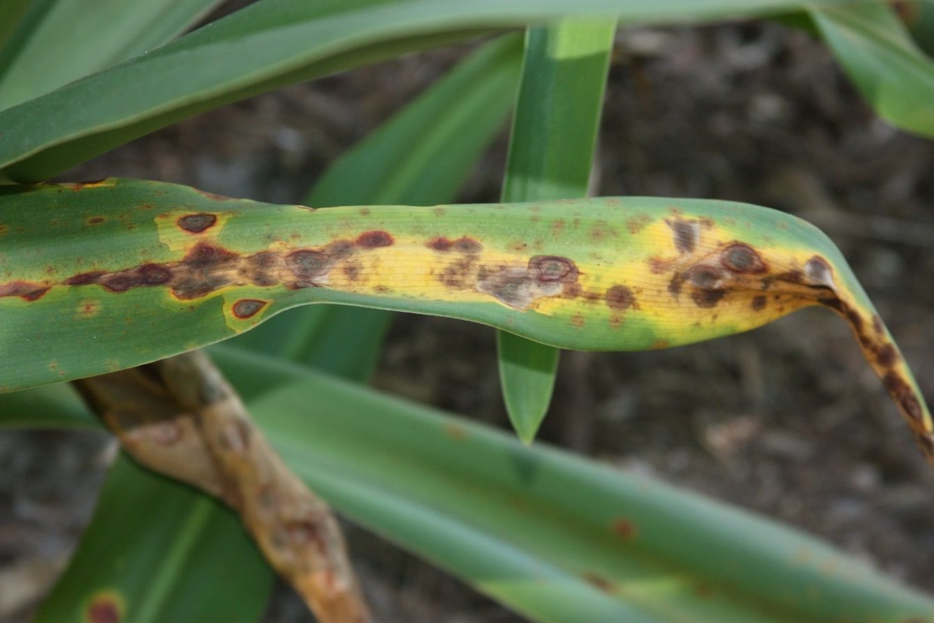 Elongated leaf blade with intact margins but a yellow region in the center with dark-brown-to-black spots, which are lined by characteristic yellow circles.